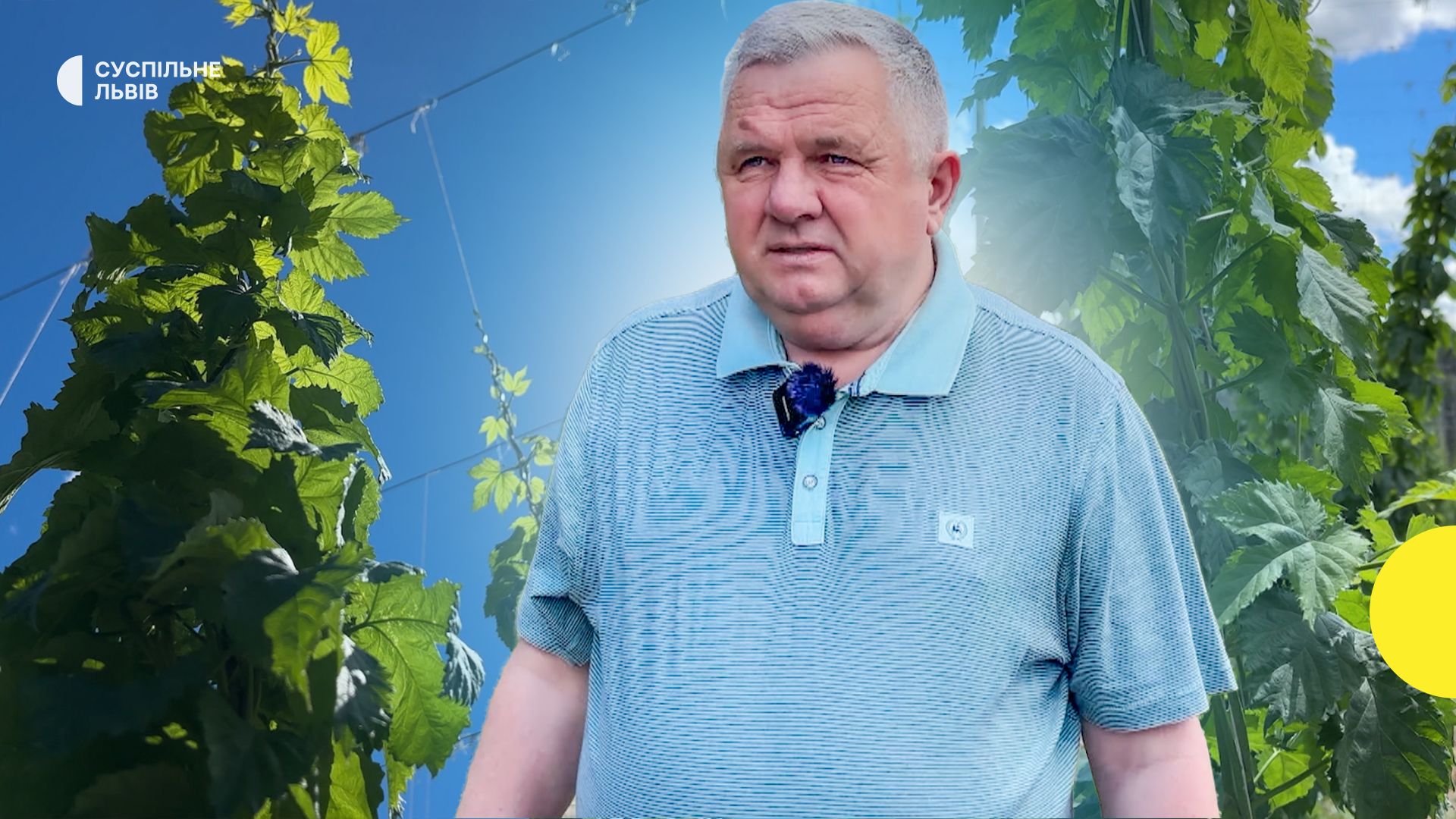 Останнє хмелярське господарство Львівщини: як у селі Ражнів зберігають унікальне виробництво