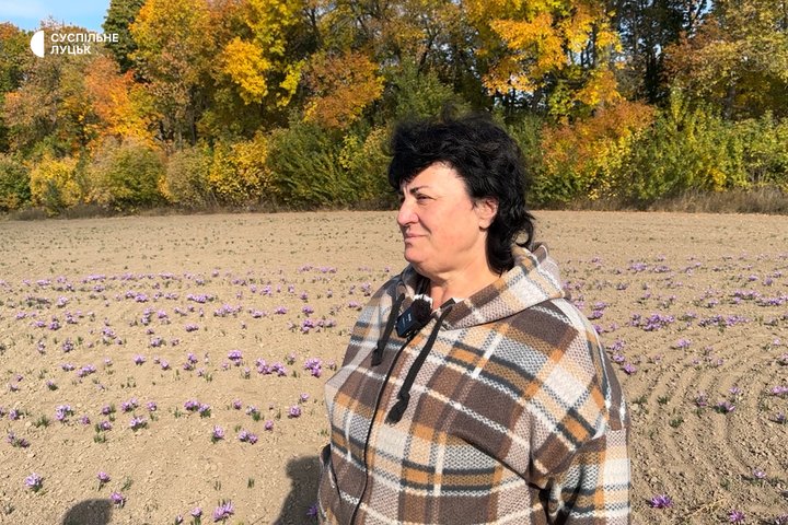 На Волині стартував сезон збору шафрану: як вирощують найдорожчу у світі спецію