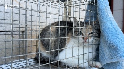 Кліпса на вусі, вакцинація та доба на перетримці: як стерилізують безпритульних тварин в Ізмаїлі Кліпса на вусі, вакцинація та доба на перетримці: як стерилізують безпритульних тварин в Ізмаїлі