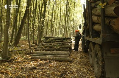 На Тернопільщині, у лісництвах, попит на дрова, продають дрова, купують дрова, 13 жовтня 2026 року На Тернопільщині, у лісництвах, попит на дрова, продають дрова, купують дрова, 13 жовтня 2026 року