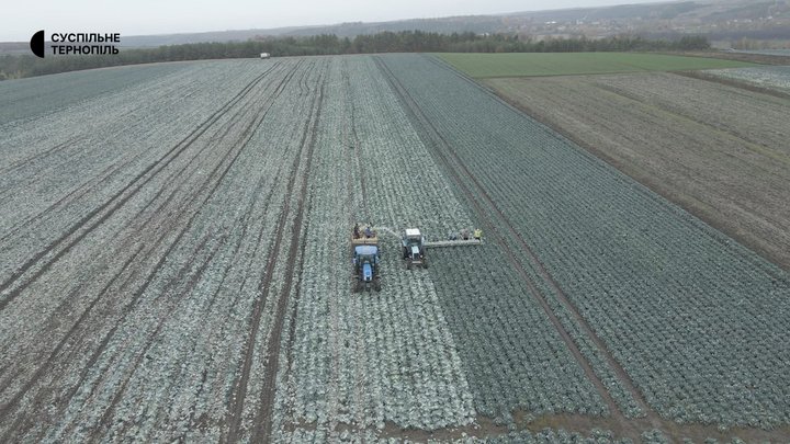 тернопіль, капуста, 29 жовтня 2026 року
