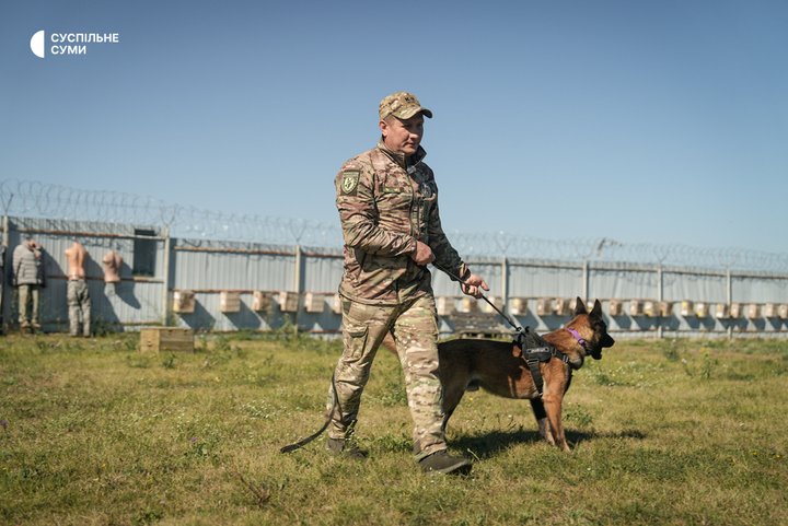 Від заохочення обіймами до пошуку наркотиків: як у Сумах кінологи Нацполіції тренують чотирьох нових вівчарок малінуа