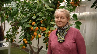 Одеський лимонарій відкрили для відвідувачів: деревам понад 70 років