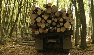 На Тернопільщині, у лісництвах, попит на дрова, продають дрова, купують дрова, 13 жовтня 2026 року На Тернопільщині, у лісництвах, попит на дрова, продають дрова, купують дрова, 13 жовтня 2026 року