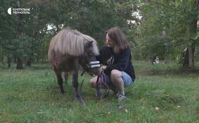 Поні, зоокуток, тварини, міжнародний сертифікат, тернопільський парк, 1 жовтня 2026 року Поні, зоокуток, тварини, міжнародний сертифікат, тернопільський парк, 1 жовтня 2026 року