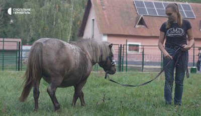Поні, зоокуток, тварини, міжнародний сертифікат, тернопільський парк, 1 жовтня 2026 року Поні, зоокуток, тварини, міжнародний сертифікат, тернопільський парк, 1 жовтня 2026 року