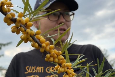 «Тут спокій»: волинянка у декреті вирощує обліпиху «Тут спокій»: волинянка у декреті вирощує обліпиху