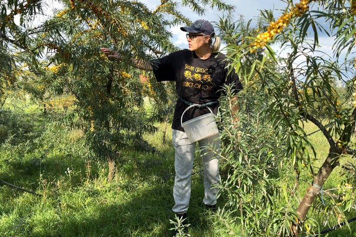 «Тут спокій»: волинянка у декреті вирощує обліпиху «Тут спокій»: волинянка у декреті вирощує обліпиху