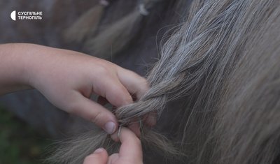 Поні, зоокуток, тварини, міжнародний сертифікат, тернопільський парк, 1 жовтня 2026 року Поні, зоокуток, тварини, міжнародний сертифікат, тернопільський парк, 1 жовтня 2026 року