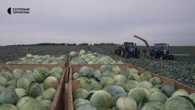 тернопіль, капуста, 29 жовтня 2026 року