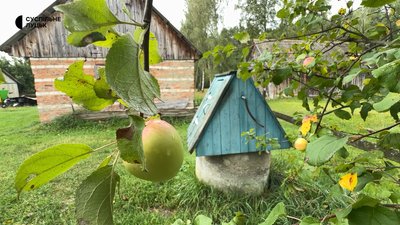 Між лісом і Стиром: як живуть у селі Куликовичі на Волині Між лісом і Стиром: як живуть у селі Куликовичі на Волині