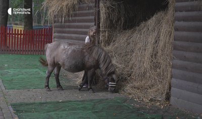 Поні, зоокуток, тварини, міжнародний сертифікат, тернопільський парк, 1 жовтня 2026 року Поні, зоокуток, тварини, міжнародний сертифікат, тернопільський парк, 1 жовтня 2026 року