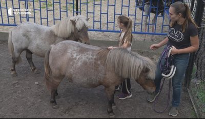 Поні, зоокуток, тварини, міжнародний сертифікат, тернопільський парк, 1 жовтня 2026 року Поні, зоокуток, тварини, міжнародний сертифікат, тернопільський парк, 1 жовтня 2026 року