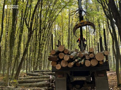 На Тернопільщині, у лісництвах, попит на дрова, продають дрова, купують дрова, 13 жовтня 2026 року На Тернопільщині, у лісництвах, попит на дрова, продають дрова, купують дрова, 13 жовтня 2026 року