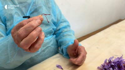 На Волині стартував сезон збору шафрану: як вирощують найдорожчу у світі спецію На Волині стартував сезон збору шафрану: як вирощують найдорожчу у світі спецію