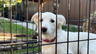 Кліпса на вусі, вакцинація та доба на перетримці: як стерилізують безпритульних тварин в Ізмаїлі Кліпса на вусі, вакцинація та доба на перетримці: як стерилізують безпритульних тварин в Ізмаїлі