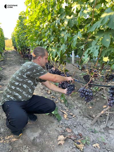 Від 15 кущів до понад 80 сортів: секрети вирощування винограду від господаря з Роменщини Від 15 кущів до понад 80 сортів: секрети вирощування винограду від господаря з Роменщини