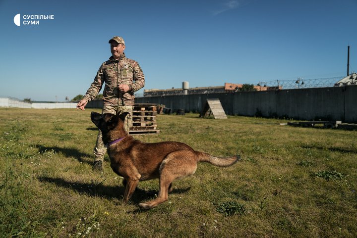 Від заохочення обіймами до пошуку наркотиків: як у Сумах кінологи Нацполіції тренують чотирьох нових вівчарок малінуа