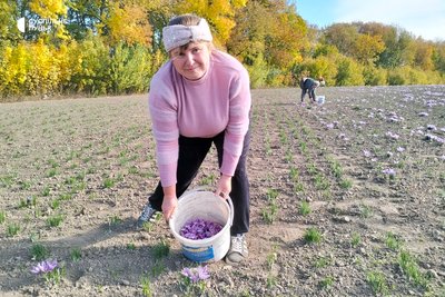 На Волині стартував сезон збору шафрану: як вирощують найдорожчу у світі спецію На Волині стартував сезон збору шафрану: як вирощують найдорожчу у світі спецію