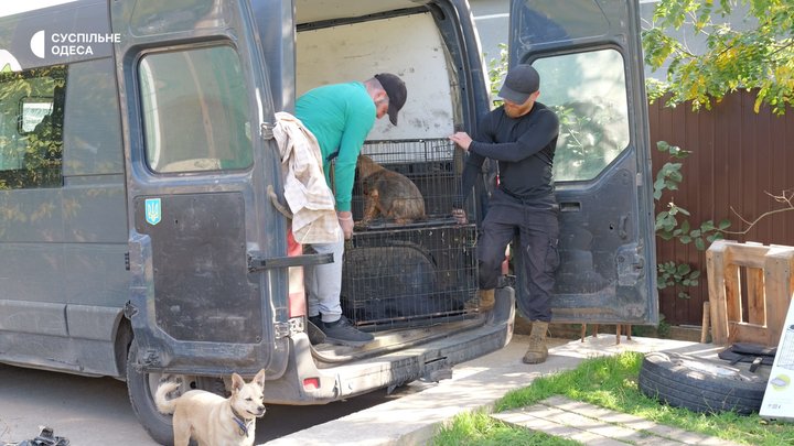Кліпса на вусі, вакцинація та доба на перетримці: як стерилізують безпритульних тварин в Ізмаїлі