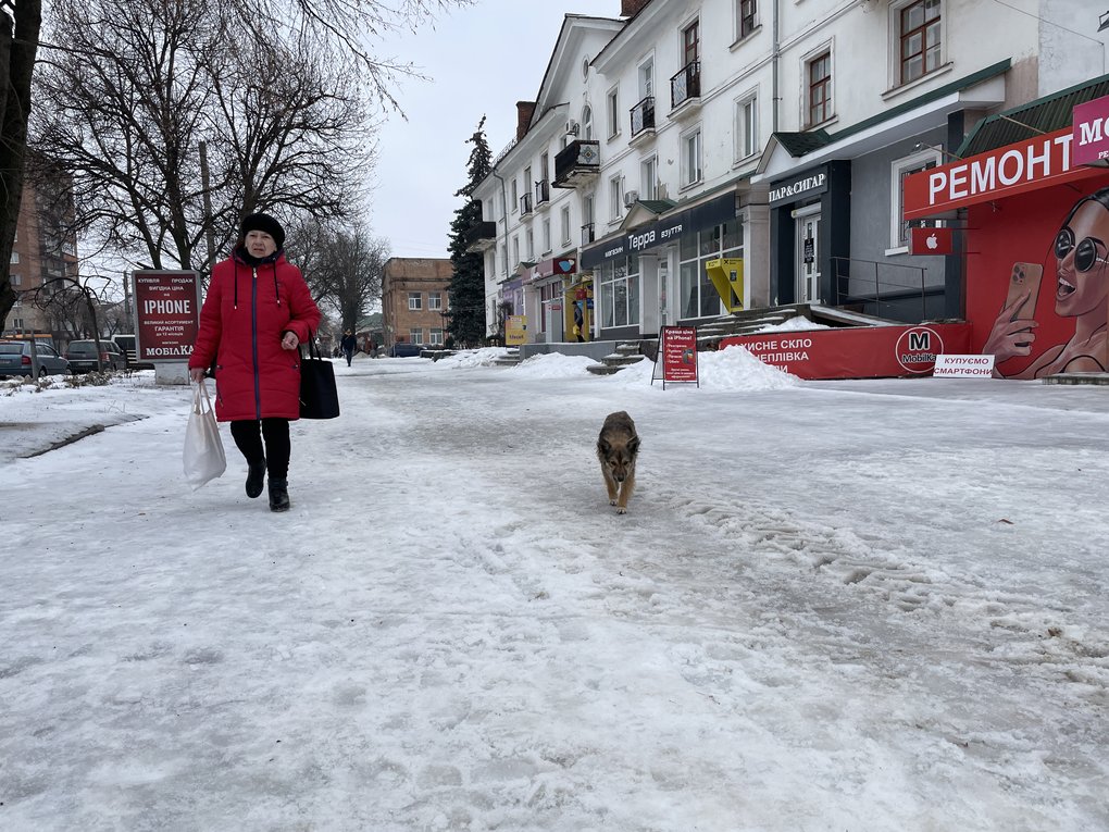В Охтирці з початку року близько 40 людей звернулися до лікарів через укуси собак