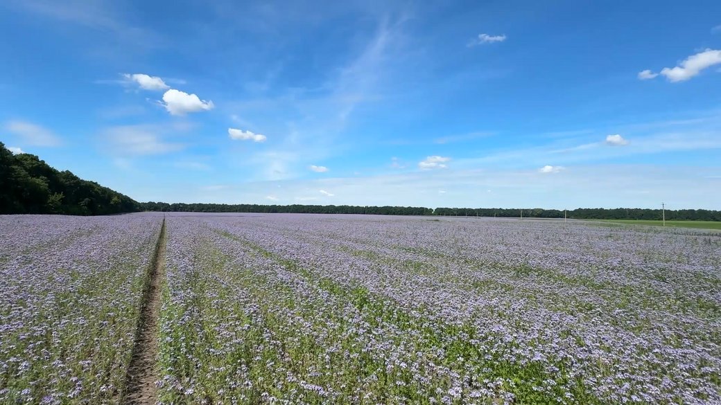 Поле фацелії на Чернігівщині