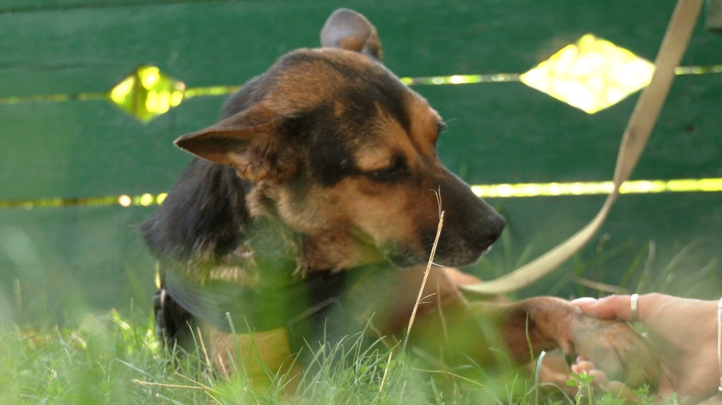 У Тлумачі на Івано-Франківщині знайшли собаку з кульовим пораненням. Що відомо