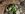 У Холодному Яру на Черкащині квітують підсніжники — фоторепортаж