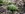 У Холодному Яру на Черкащині квітують підсніжники — фоторепортаж