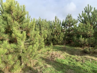 Сосни на плантації Сосни на плантації