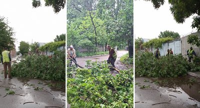 У Кропивницькому внаслідок грози попадали дерева У Кропивницькому внаслідок грози попадали дерева