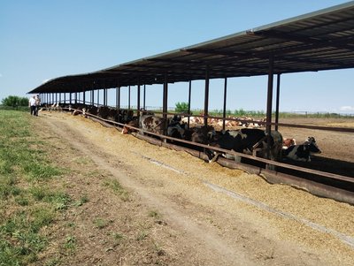На Кіровоградщині подешевшала молокосировина: чи вплине на ціну продукції На Кіровоградщині подешевшала молокосировина: чи вплине на ціну продукції
