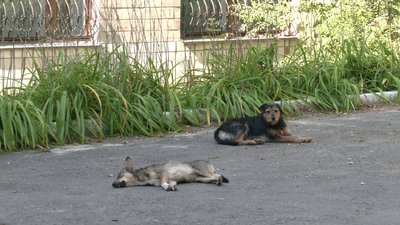 "Поки нікого не загризли, але це питання часу": чому жителі Рівного скаржаться на безпритульних собак "Поки нікого не загризли, але це питання часу": чому жителі Рівного скаржаться на безпритульних собак