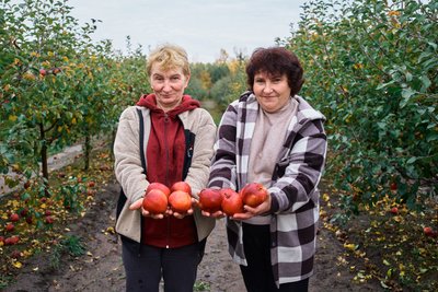 Півтори тисячі яблунь: як у Велико-Бобрицькому лісництві збирають перший урожай Півтори тисячі яблунь: як у Велико-Бобрицькому лісництві збирають перший урожай