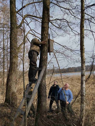 В нацпарку на Рівненщині відновлюють популяцію червонокнижного гоголя В нацпарку на Рівненщині відновлюють популяцію червонокнижного гоголя