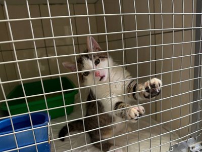 Місяць не могли евакуювати: до Черкас привезли вісьмох котів з Краматорська Місяць не могли евакуювати: до Черкас привезли вісьмох котів з Краматорська