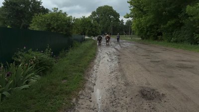 Люди та тварини після зливи Люди та тварини після зливи