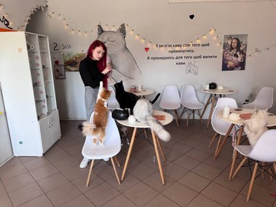 У Кривому Розі закривається котокафе: 10 котів шукають нові родини У Кривому Розі закривається котокафе: 10 котів шукають нові родини