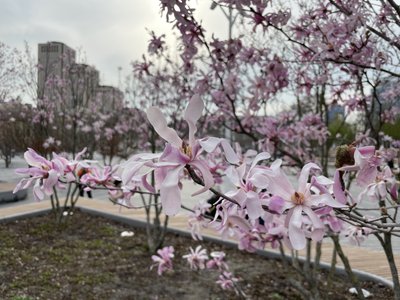 У Дніпрі розквітли сакури та магнолії: фоторепортаж
