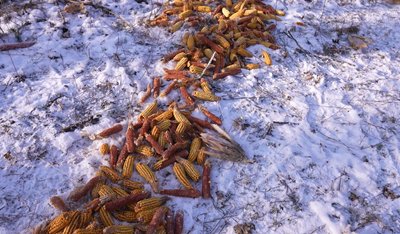 У нацпарку "Холодний яр" на Черкащині обліковують та підгодовують диких тварин У нацпарку "Холодний яр" на Черкащині обліковують та підгодовують диких тварин