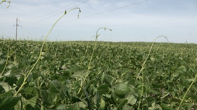 На Драбівщині фермер вирощує квасолю На Драбівщині фермер вирощує квасолю