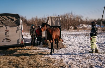 Евакуація коней, які жили у Старому Салтові Евакуація коней, які жили у Старому Салтові