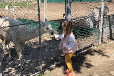 У мінізоопарку на Одещині зʼявилась лама гуанако У мінізоопарку на Одещині зʼявилась лама гуанако