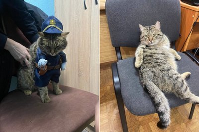 Херсон, патрульна поліція, кіт Херсон, патрульна поліція, кіт