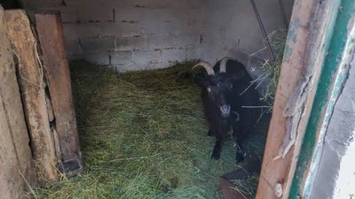 селище Удачне Покровський район коза Катя Донецька область 18 грудня 2024 рік селище Удачне Покровський район коза Катя Донецька область 18 грудня 2024 рік