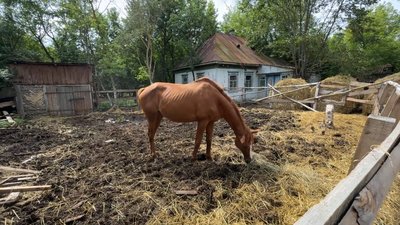 «Я теж страждаю разом з ними»: як переселенець з Донеччини сам утримує на Чернігівщині 100 кіз, 50 овець і 7 коней «Я теж страждаю разом з ними»: як переселенець з Донеччини сам утримує на Чернігівщині 100 кіз, 50 овець і 7 коней