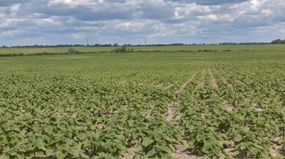 Спір за землю: жителі трьох сіл на Волині судяться з орендарем, бо не можуть забрати свої паї Спір за землю: жителі трьох сіл на Волині судяться з орендарем, бо не можуть забрати свої паї