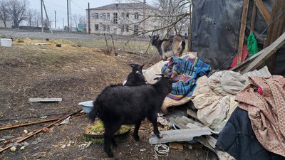 Село Сергіївка Удачненська громада Покровський район кози Донецька область 27 січня 2025 рік Село Сергіївка Удачненська громада Покровський район кози Донецька область 27 січня 2025 рік