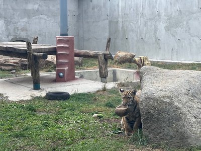 У вінницькому зоопарку з'явились двоє уссурійських тигренят У вінницькому зоопарку з'явились двоє уссурійських тигренят