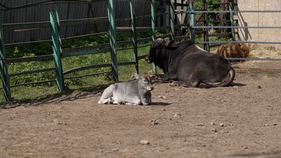 Арнольд, Ванька, Любава та Софі: у Менському зоопарку на Чернігівщині з'явилися нові жителі Арнольд, Ванька, Любава та Софі: у Менському зоопарку на Чернігівщині з'явилися нові жителі